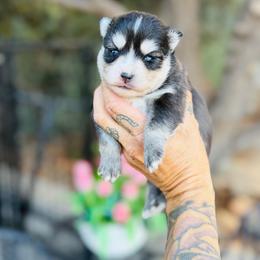 Tanner - Black and white male Pomsky puppy in Yavapai County, Arizona from Pawsh Pomskies