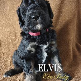 Elvis - Black male Poodle puppy in Poplarville, Mississippi from Hatch & Homestead LLC