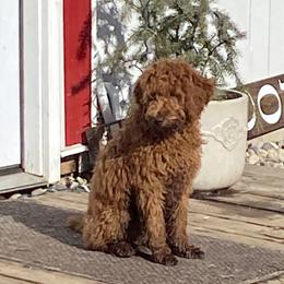 Aussiedoodle, Double Doodle, Goldendoodle, and Labradoodle Puppies from Doodle Paw Ranch