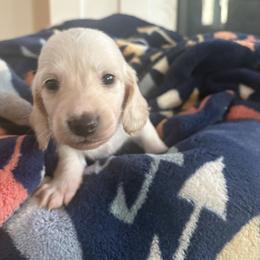 Tigger - Cream male Dachshund puppy in Vancouver, Washington from Cascade Minis
