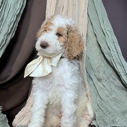 Lenny - Goldendoodle puppy from Tar Heel Doods