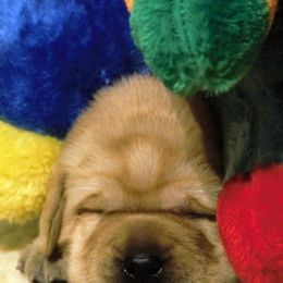 Labrador Retriever Puppies from Meritrust Labradors