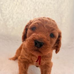 Atlas - Red  male Goldendoodle puppy in Arlington, Texas from Chambers Doodle Patch