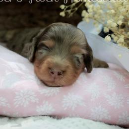 Pearl - Dapple female Dachshund puppy in Allons, Tennessee from Amber's Flock Homestead