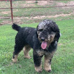 Mufasa - Aussiedoodle