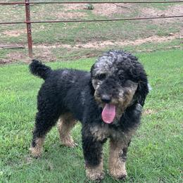 Mufasa - Aussiedoodle