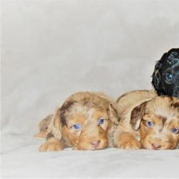 Aussiedoodle Puppies from Steindoodles