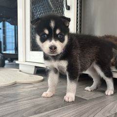 Purple collar pup (blue eyes) - Black and white female Alaskan Klee Kai puppy in Beverly Hills, Florida from Lucky Charm Farms