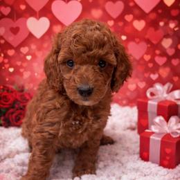 Professor Mcgonagall - Apricot female Poodle puppy in Godley, Texas from Godley Designer Doodles