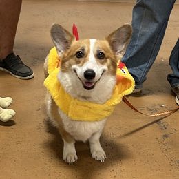 Australian Cattle Dogs and Pembroke Welsh Corgis from Diamond Bar H