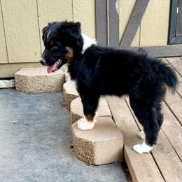 Roger - Black tri-color male Australian Shepherd puppy in Mount Vernon, Texas from RJ's Aussie Posse