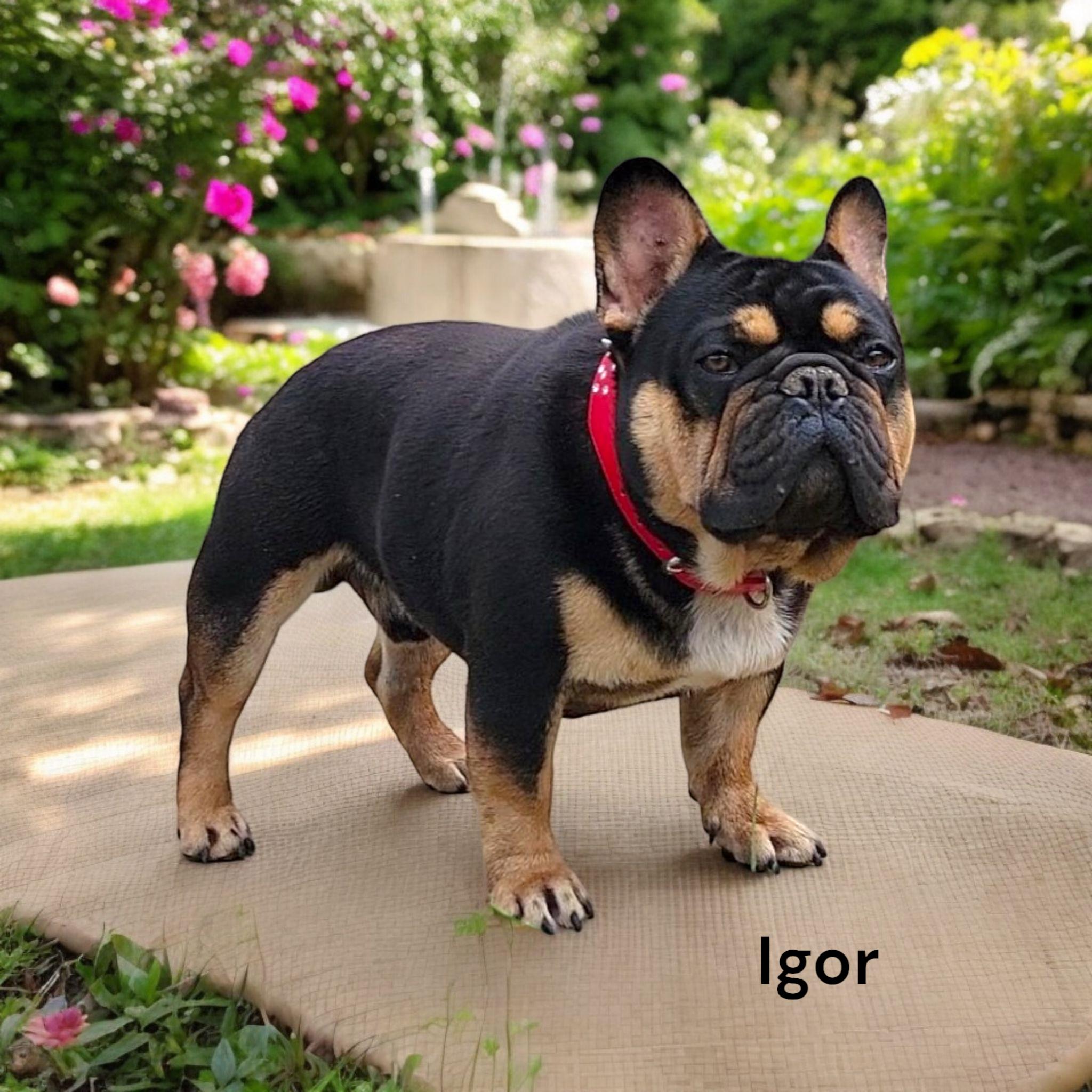 Igor