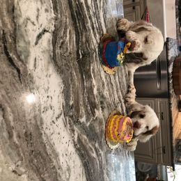Clumber Spaniel All Grown Up from Tricklecreek Clumber Spaniels