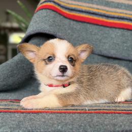 Lady - Fawn female Pembroke Welsh Corgi puppy in Aurora, Missouri from Sweet Peach Puppies