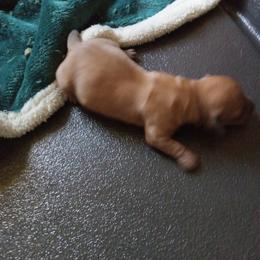 Boy 1 - Red male Dachshund puppy in Warrenville, South Carolina from Sherman's Dachshunds