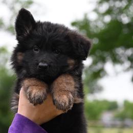 Rose - Black and red female German Shepherd puppy in Azle, Texas from Nuckols-Alsup Canines German Shepherds