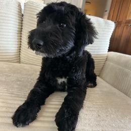 Ham - Black male Goldendoodle puppy in Payson, Utah from Country Sky Doodles