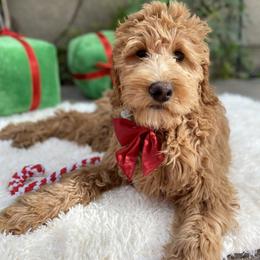Goldendoodle Puppies from Dhalia’s Doodles