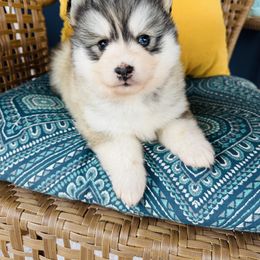 Zara - Silver and white female Pomsky puppy in Yavapai County, Arizona from Pawsh Pomskies