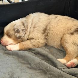 Red collar - Red merle male Miniature American Shepherd puppy in Pueblo West, Colorado from Bear River Ranch LLC