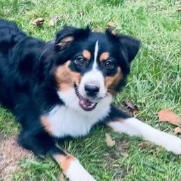 Australian Shepherds, Miniature American Shepherds, and Miniature Australian Shepherds from Copper Sky Aussies & Mini American Shepherds