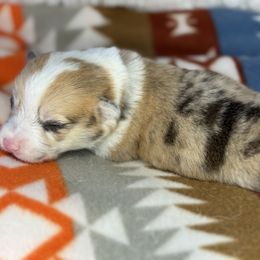 Teal collar - Red merle and white male American Corgi puppy in Glenwood, Minnesota from Crystal Blue Corgi