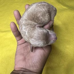Clifford - Apricot male Poodle puppy in Chattanooga, Tennessee from SoftPaw Kennels