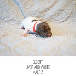 Elbert - Liver and white male German Shorthaired Pointer puppy in Colorado Springs, Colorado from Sweet Life Kennels