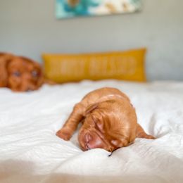 Golden Retriever Puppies from Earley Goldens