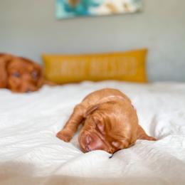 Golden Retriever Puppies from Earley Goldens