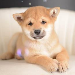 Hoshi 🩵 Red Boy - Red male Shiba Inu puppy in Neosho, Missouri from Sunny Terrace Shibas