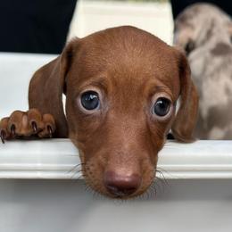 Minnie - Red female Dachshund puppy in Thornton, Colorado from Donna’s Dachshunds