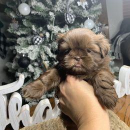 Shih Tzu Puppies from Socal Mother Of Shih Tzus