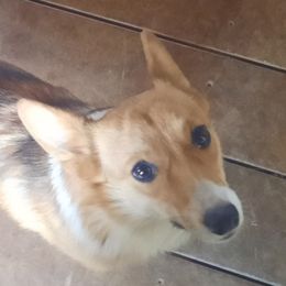 Kit - Pembroke Welsh Corgi