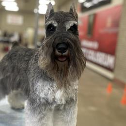 Rita - Miniature Schnauzer