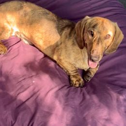 Rhett - Dachshund
