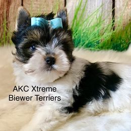 Xtreme Boy 1 - Black tan and white male Biewer Terrier puppy in Jonestown, Pennsylvania from AKC Xtreme Biewer Terriers...