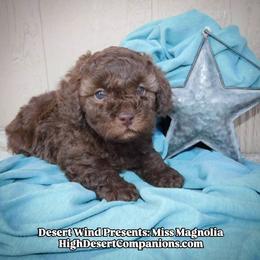 Magnolia - Sable female Aussiedoodle puppy in Dolan Springs, Arizona from High Desert Companions