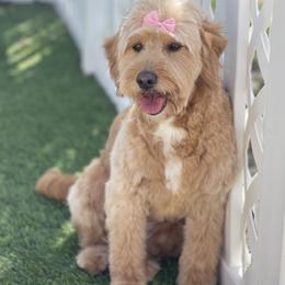 Willow - Goldendoodle
