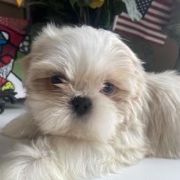 Boy 1 Little Teddy - Gold and white male Shih Tzu puppy in Troy, Michigan from "Shihtzu Best Friend"