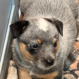 Cue - Blue male Australian Cattle Dog puppy in Billings, Montana from Sugarloaf French bulldogs and Australian cattle dogs