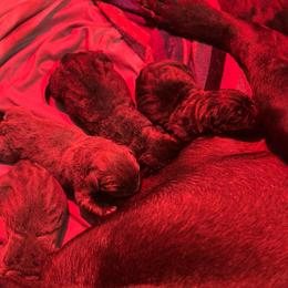 Boy 2 - male Cane Corso puppy in Conroe, Texas from Miracle City