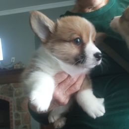Pembroke Welsh Corgi Puppies from Jenny Barrett