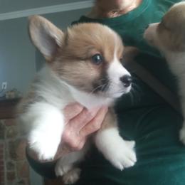 Pembroke Welsh Corgi Puppies from Jenny Barrett
