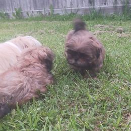 Shih Tzu Puppies from Peterson Shih Tzus