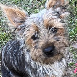 Silky Terriers from Daphne's Silky Terriers