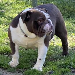 Tootsie - Liver female French Bulldog puppy in Cullman, Alabama from Divine Hill Farm
