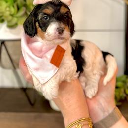Girl 1 - Tri-color female Bernedoodle puppy in Salt Lake County, Utah from Coco Avenue Pups