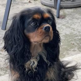 Cavalier King Charles Spaniels from Enchanting Spirit, Cavaliers