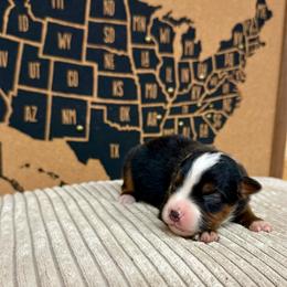 Rooney - Black tri male Miniature Australian Shepherd puppy in Michie, Tennessee from Acton Aussies
